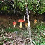 Blackforest *