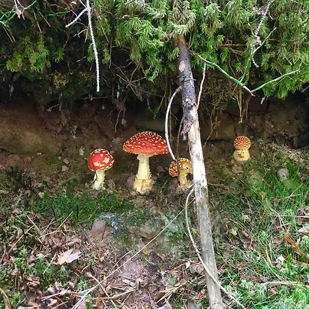 Blackforest *