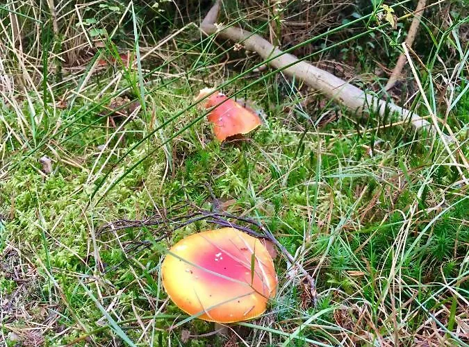 Blackforest Lägenhet *