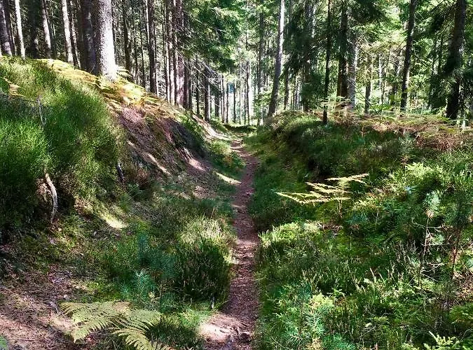 Blackforest Lägenhet