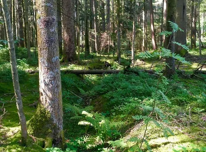 Apartamento Blackforest